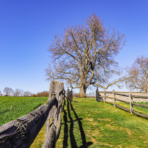 Antietam National Battlefield in Sharpsburg, MD. Not only do I love visiting historical sites, but I love capturing the beauty as they are now knowing the chaos and sometimes horrific carnage they once possessed. It shows that from trauma can grow wonderful things, and it preserves the previous history as well as the history of the moment.
LOCATION: Sharpsburg, MD
TECH: Canon EOS Rebel 850D. EF-S 18-55 and 70-300 lenses. Antietam National Battlefield