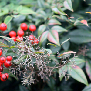Nandina shrub and berries at Oakland Cemetery. Canon EOS Rebel T3i. Nandina shrub and berries at Oakland Cemetery. Canon EOS Rebel T3i.