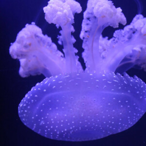 Spotted jelly at the Georgia Aquarium. Canon EOS Rebel T3i. Spotted jelly at the Georgia Aquarium. Canon EOS Rebel T3i.