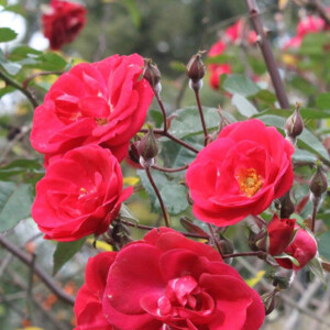 Winter roses at Olympic Park in Atlanta, GA. Canon EOS Rebel T3i. Winter roses at Olympic Park in Atlanta, GA. Canon EOS Rebel T3i.