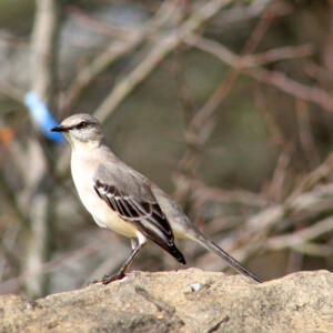 Northern mocking bird stands on a headstone at Oakland Cemetery. Canon EOS Rebel T3i. Northern mocking bird stands on a headstone at Oakland Cemetery. Canon EOS Rebel T3i. Northern mocking bird stands on a headstone at Oakland Cemetery. Canon EOS Rebel T3i.