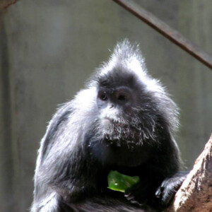 I LOVE animals and The Columbus Zoo is by far one of my favorite zoos and short weekend trip destinations. I know people have issues with zoos, but they are truly a world-class facility compared to many others.
<br><br>
TECH: Canon EOS Rebel 850D and T3i. EF-S 18-55, 55-250, and 70-300 lenses. I LOVE animals and The Columbus Zoo is by far one of my favorite zoos and short weekend trip destinations. I know people have issues with zoos, but they are truly a world-class facility compared to many others. <br><br> TECH: Canon EOS Rebel 850D and T3i. EF-S 18-55, 55-250, and 70-300 lenses.