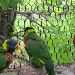 I LOVE animals and The Columbus Zoo is by far one of my favorite zoos and short weekend trip destinations. I know people have issues with zoos, but they are truly a world-class facility compared to many others.
<br><br>
TECH: Canon EOS Rebel 850D and T3i. EF-S 18-55, 55-250, and 70-300 lenses. I LOVE animals and The Columbus Zoo is by far one of my favorite zoos and short weekend trip destinations. I know people have issues with zoos, but they are truly a world-class facility compared to many others. <br><br> TECH: Canon EOS Rebel 850D and T3i. EF-S 18-55, 55-250, and 70-300 lenses.