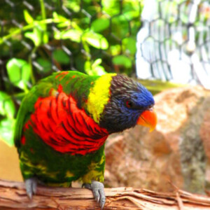 I LOVE animals and The Columbus Zoo is by far one of my favorite zoos and short weekend trip destinations. I know people have issues with zoos, but they are truly a world-class facility compared to many others.
<br><br>
TECH: Canon EOS Rebel 850D and T3i. EF-S 18-55, 55-250, and 70-300 lenses. I LOVE animals and The Columbus Zoo is by far one of my favorite zoos and short weekend trip destinations. I know people have issues with zoos, but they are truly a world-class facility compared to many others. <br><br> TECH: Canon EOS Rebel 850D and T3i. EF-S 18-55, 55-250, and 70-300 lenses.