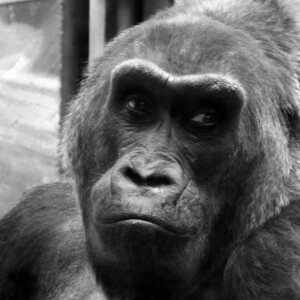 I LOVE animals and The Columbus Zoo is by far one of my favorite zoos and short weekend trip destinations. I know people have issues with zoos, but they are truly a world-class facility compared to many others.
<br><br>
TECH: Canon EOS Rebel 850D and T3i. EF-S 18-55, 55-250, and 70-300 lenses. I LOVE animals and The Columbus Zoo is by far one of my favorite zoos and short weekend trip destinations. I know people have issues with zoos, but they are truly a world-class facility compared to many others. <br><br> TECH: Canon EOS Rebel 850D and T3i. EF-S 18-55, 55-250, and 70-300 lenses.
