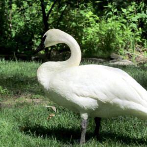 I LOVE animals and The Columbus Zoo is by far one of my favorite zoos and short weekend trip destinations. I know people have issues with zoos, but they are truly a world-class facility compared to many others.
<br><br>
TECH: Canon EOS Rebel 850D and T3i. EF-S 18-55, 55-250, and 70-300 lenses. I LOVE animals and The Columbus Zoo is by far one of my favorite zoos and short weekend trip destinations. I know people have issues with zoos, but they are truly a world-class facility compared to many others. <br><br> TECH: Canon EOS Rebel 850D and T3i. EF-S 18-55, 55-250, and 70-300 lenses.
