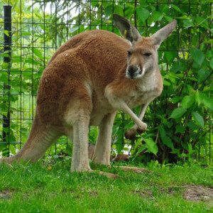 I LOVE animals and The Columbus Zoo is by far one of my favorite zoos and short weekend trip destinations. I know people have issues with zoos, but they are truly a world-class facility compared to many others.
<br><br>
TECH: Canon EOS Rebel 850D and T3i. EF-S 18-55, 55-250, and 70-300 lenses. I LOVE animals and The Columbus Zoo is by far one of my favorite zoos and short weekend trip destinations. I know people have issues with zoos, but they are truly a world-class facility compared to many others. <br><br> TECH: Canon EOS Rebel 850D and T3i. EF-S 18-55, 55-250, and 70-300 lenses.