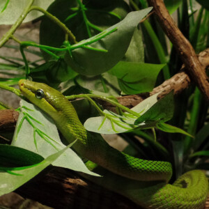 I LOVE animals and The Columbus Zoo is by far one of my favorite zoos and short weekend trip destinations. I know people have issues with zoos, but they are truly a world-class facility compared to many others.
<br><br>
TECH: Canon EOS Rebel 850D and T3i. EF-S 18-55, 55-250, and 70-300 lenses. I LOVE animals and The Columbus Zoo is by far one of my favorite zoos and short weekend trip destinations. I know people have issues with zoos, but they are truly a world-class facility compared to many others. <br><br> TECH: Canon EOS Rebel 850D and T3i. EF-S 18-55, 55-250, and 70-300 lenses.