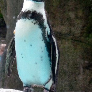 I LOVE animals and The Columbus Zoo is by far one of my favorite zoos and short weekend trip destinations. I know people have issues with zoos, but they are truly a world-class facility compared to many others.
<br><br>
TECH: Canon EOS Rebel 850D and T3i. EF-S 18-55, 55-250, and 70-300 lenses. I LOVE animals and The Columbus Zoo is by far one of my favorite zoos and short weekend trip destinations. I know people have issues with zoos, but they are truly a world-class facility compared to many others. <br><br> TECH: Canon EOS Rebel 850D and T3i. EF-S 18-55, 55-250, and 70-300 lenses.