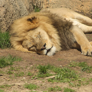 I LOVE animals and The Columbus Zoo is by far one of my favorite zoos and short weekend trip destinations. I know people have issues with zoos, but they are truly a world-class facility compared to many others.
<br><br>
TECH: Canon EOS Rebel 850D and T3i. EF-S 18-55, 55-250, and 70-300 lenses. I LOVE animals and The Columbus Zoo is by far one of my favorite zoos and short weekend trip destinations. I know people have issues with zoos, but they are truly a world-class facility compared to many others. <br><br> TECH: Canon EOS Rebel 850D and T3i. EF-S 18-55, 55-250, and 70-300 lenses.