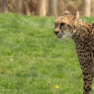 I LOVE animals and The Columbus Zoo is by far one of my favorite zoos and short weekend trip destinations. I know people have issues with zoos, but they are truly a world-class facility compared to many others.
<br><br>
TECH: Canon EOS Rebel 850D and T3i. EF-S 18-55, 55-250, and 70-300 lenses. I LOVE animals and The Columbus Zoo is by far one of my favorite zoos and short weekend trip destinations. I know people have issues with zoos, but they are truly a world-class facility compared to many others. <br><br> TECH: Canon EOS Rebel 850D and T3i. EF-S 18-55, 55-250, and 70-300 lenses.