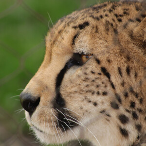 I LOVE animals and The Columbus Zoo is by far one of my favorite zoos and short weekend trip destinations. I know people have issues with zoos, but they are truly a world-class facility compared to many others.
<br><br>
TECH: Canon EOS Rebel 850D and T3i. EF-S 18-55, 55-250, and 70-300 lenses. I LOVE animals and The Columbus Zoo is by far one of my favorite zoos and short weekend trip destinations. I know people have issues with zoos, but they are truly a world-class facility compared to many others. <br><br> TECH: Canon EOS Rebel 850D and T3i. EF-S 18-55, 55-250, and 70-300 lenses.