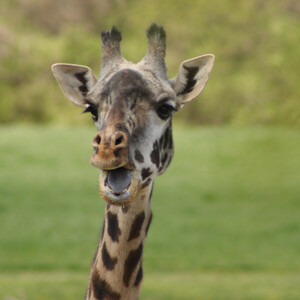 I LOVE animals and The Columbus Zoo is by far one of my favorite zoos and short weekend trip destinations. I know people have issues with zoos, but they are truly a world-class facility compared to many others.
<br><br>
TECH: Canon EOS Rebel 850D and T3i. EF-S 18-55, 55-250, and 70-300 lenses. I LOVE animals and The Columbus Zoo is by far one of my favorite zoos and short weekend trip destinations. I know people have issues with zoos, but they are truly a world-class facility compared to many others. <br><br> TECH: Canon EOS Rebel 850D and T3i. EF-S 18-55, 55-250, and 70-300 lenses.