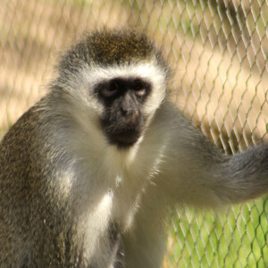 I LOVE animals and The Columbus Zoo is by far one of my favorite zoos and short weekend trip destinations. I know people have issues with zoos, but they are truly a world-class facility compared to many others.
<br><br>
TECH: Canon EOS Rebel 850D and T3i. EF-S 18-55, 55-250, and 70-300 lenses. I LOVE animals and The Columbus Zoo is by far one of my favorite zoos and short weekend trip destinations. I know people have issues with zoos, but they are truly a world-class facility compared to many others. <br><br> TECH: Canon EOS Rebel 850D and T3i. EF-S 18-55, 55-250, and 70-300 lenses.