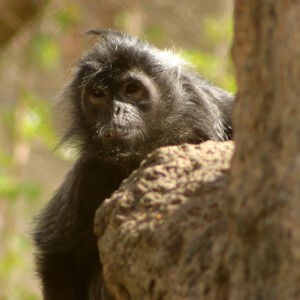 I LOVE animals and The Columbus Zoo is by far one of my favorite zoos and short weekend trip destinations. I know people have issues with zoos, but they are truly a world-class facility compared to many others.
<br><br>
TECH: Canon EOS Rebel 850D and T3i. EF-S 18-55, 55-250, and 70-300 lenses. I LOVE animals and The Columbus Zoo is by far one of my favorite zoos and short weekend trip destinations. I know people have issues with zoos, but they are truly a world-class facility compared to many others. <br><br> TECH: Canon EOS Rebel 850D and T3i. EF-S 18-55, 55-250, and 70-300 lenses.
