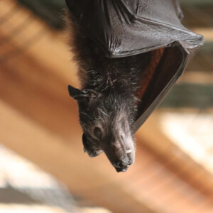 I LOVE animals and The Columbus Zoo is by far one of my favorite zoos and short weekend trip destinations. I know people have issues with zoos, but they are truly a world-class facility compared to many others.
<br><br>
TECH: Canon EOS Rebel 850D and T3i. EF-S 18-55, 55-250, and 70-300 lenses. I LOVE animals and The Columbus Zoo is by far one of my favorite zoos and short weekend trip destinations. I know people have issues with zoos, but they are truly a world-class facility compared to many others. <br><br> TECH: Canon EOS Rebel 850D and T3i. EF-S 18-55, 55-250, and 70-300 lenses.