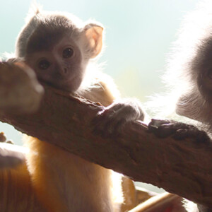 I LOVE animals and The Columbus Zoo is by far one of my favorite zoos and short weekend trip destinations. I know people have issues with zoos, but they are truly a world-class facility compared to many others.
<br><br>
TECH: Canon EOS Rebel 850D and T3i. EF-S 18-55, 55-250, and 70-300 lenses. I LOVE animals and The Columbus Zoo is by far one of my favorite zoos and short weekend trip destinations. I know people have issues with zoos, but they are truly a world-class facility compared to many others. <br><br> TECH: Canon EOS Rebel 850D and T3i. EF-S 18-55, 55-250, and 70-300 lenses.