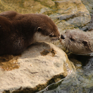 I LOVE animals and The Columbus Zoo is by far one of my favorite zoos and short weekend trip destinations. I know people have issues with zoos, but they are truly a world-class facility compared to many others.
<br><br>
TECH: Canon EOS Rebel 850D and T3i. EF-S 18-55, 55-250, and 70-300 lenses. I LOVE animals and The Columbus Zoo is by far one of my favorite zoos and short weekend trip destinations. I know people have issues with zoos, but they are truly a world-class facility compared to many others. <br><br> TECH: Canon EOS Rebel 850D and T3i. EF-S 18-55, 55-250, and 70-300 lenses.