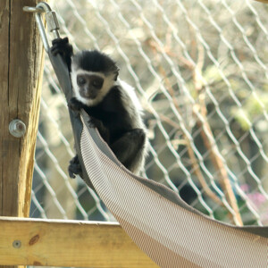 I LOVE animals and The Columbus Zoo is by far one of my favorite zoos and short weekend trip destinations. I know people have issues with zoos, but they are truly a world-class facility compared to many others.
<br><br>
TECH: Canon EOS Rebel 850D and T3i. EF-S 18-55, 55-250, and 70-300 lenses. I LOVE animals and The Columbus Zoo is by far one of my favorite zoos and short weekend trip destinations. I know people have issues with zoos, but they are truly a world-class facility compared to many others. <br><br> TECH: Canon EOS Rebel 850D and T3i. EF-S 18-55, 55-250, and 70-300 lenses.