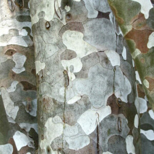 Bark pattern on a lacebark pine at Dawes Arboretum. Canon EOS Rebel T3i. Bark pattern on a lacebark pine at Dawes Arboretum. Canon EOS Rebel T3i.