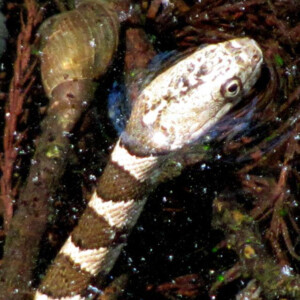Northern water snake in a swamp at Dawes Arboretum. Canon EOS Rebel T3i. Northern water snake in a swamp at Dawes Arboretum. Canon EOS Rebel T3i.