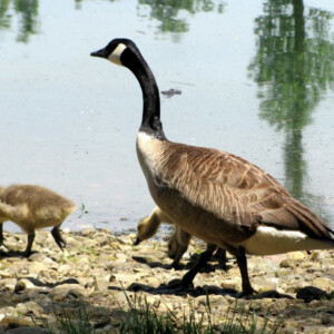 Canadian goose with goslings at Dawes Arboretum. Canon EOS Rebel T3i. Canadian goose with goslings at Dawes Arboretum. Canon EOS Rebel T3i.