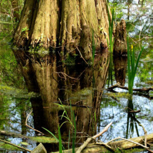 Swamp pond at Dawes Arboretum. Canon EOS Rebel T3i. Swamp pond at Dawes Arboretum. Canon EOS Rebel T3i.