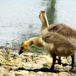 Goslings learning to forage at Dawes Arboretum. Canon EOS Rebel T3i. Goslings learning to forage at Dawes Arboretum. Canon EOS Rebel T3i.