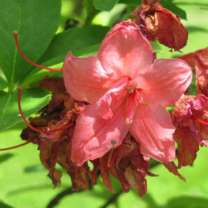 Some type of azalea, I think, at the Dawes Arboretum. Canon EOS Rebel T3i. Some type of azalea, I think, at the Dawes Arboretum. Canon EOS Rebel T3i.
