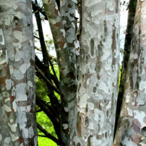 Lacebark pines at Dawes Arboretum. Canon EOS Rebel T3i. Lacebark pines at Dawes Arboretum. Canon EOS Rebel T3i.