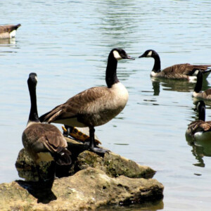 Canadian geese gather in a pond at Dawes Arboretum. Canon EOS Rebel T3i. Canadian geese gather in a pond at Dawes Arboretum. Canon EOS Rebel T3i.
