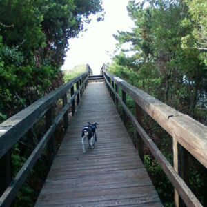 Dog on boardwalk to beach at Emerald Isle, NC. Canon PowerShot SX150 IS. Dog on boardwalk to beach at Emerald Isle, NC. Canon PowerShot SX150 IS.
