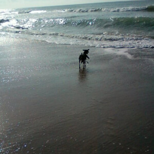 Dog running into the waves on Emerald Isle, NC. Canon PowerShot SX150 IS. Dog running into the waves on Emerald Isle, NC. Canon PowerShot SX150 IS.