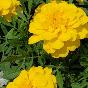 Marigolds in Frederick, MD. Canon Rebel T3i. Marigolds in Frederick, MD. Canon Rebel T3i.