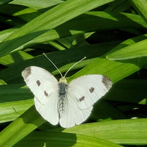 Small white butterfly in Frederick, MD. Canon Rebel T3i. Small white butterfly in Frederick, MD. Canon Rebel T3i.