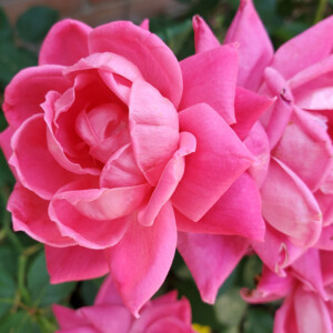 Roses in Frederick, MD. Canon Rebel T3i. Roses in Frederick, MD. Canon Rebel T3i.