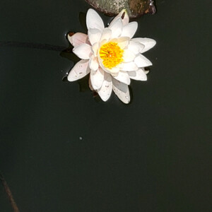 Water lily in Frederick, MD. Canon Rebel T3i. Water lily in Frederick, MD. Canon Rebel T3i.