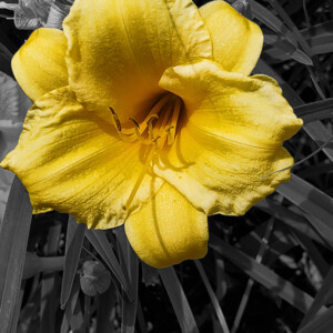 Daylily in Frederick, MD. Canon Rebel T3i. Daylily in Frederick, MD. Canon Rebel T3i.