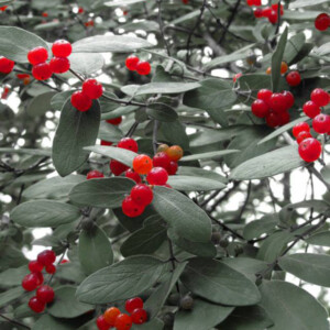Honeysuckle berries at Fort Necessity Battlefield in Fayette County, PA. Canon Rebel 2000 35mm. Honeysuckle berries at Fort Necessity Battlefield in Fayette County, PA. Canon Rebel 2000 35mm.Honeysuckle berries at Fort Necessity Battlefield in Fayette County, PA. Canon Rebel 2000 35mm.Honeysuckle berries at Fort Necessity Battlefield in Fayette County, PA. Canon Rebel 2000 35mm.