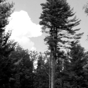 Lone pines in a clearing at Fort Necessity Battlefield. Thought this felt very Ansel Adams, but make it Western PA. Canon Rebel 2000 35mm. Lone pines in a clearing at Fort Necessity Battlefield. Thought this felt very Ansel Adams, but make it Western PA. Canon Rebel 2000 35mm.