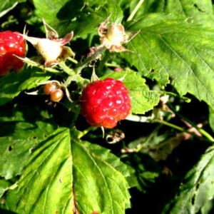 Wild raspberries in Fayette County, PA. Canon Rebel 2000 35mm. Wild raspberries in Fayette County, PA. Canon Rebel 2000 35mm.
