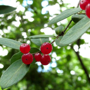 Honeysuckle berries at Fort Necessity National Battlefield in Fayette County, PA. Canon Rebel 2000 35mm. Honeysuckle berries at Fort Necessity National Battlefield in Fayette County, PA. Canon Rebel 2000 35mm.Honeysuckle berries at Fort Necessity National Battlefield in Fayette County, PA. Canon Rebel 2000 35mm.