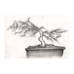 Graphite on paper. Bonsai