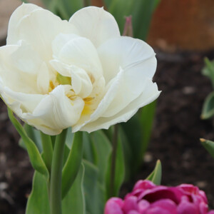 Spring tulip blooming. Canon EOS 850D. Spring tulip blooming. Canon EOS 850D.