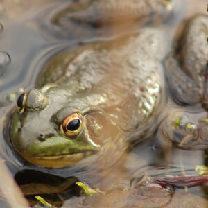 Bullfrog resting at the edge of a pond. Canon EOS 850D. Bullfrog resting at the edge of a pond. Canon EOS 850D.
