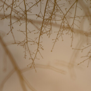 Budding branches reflecting on a still pond. Canon EOS 850D. Budding branches reflecting on a still pond. Canon EOS 850D.