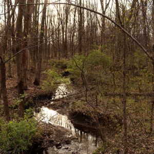 Winding creek in the middle of the woods. Canon EOS 850D. Winding creek in the middle of the woods. Canon EOS 850D.