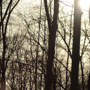 Sun breaking through trees. Canon EOS 850D. Sun breaking through trees. Canon EOS 850D.