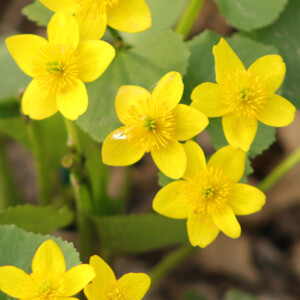 Marsh Marigolds. Canon EOS 850D. Marsh Marigolds. Canon EOS 850D.