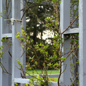 Vines on decorative arbor. Canon EOS 850D. Vines on decorative arbor. Canon EOS 850D.